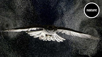 Birds gliding through bubbles reveal aerodynamic trick