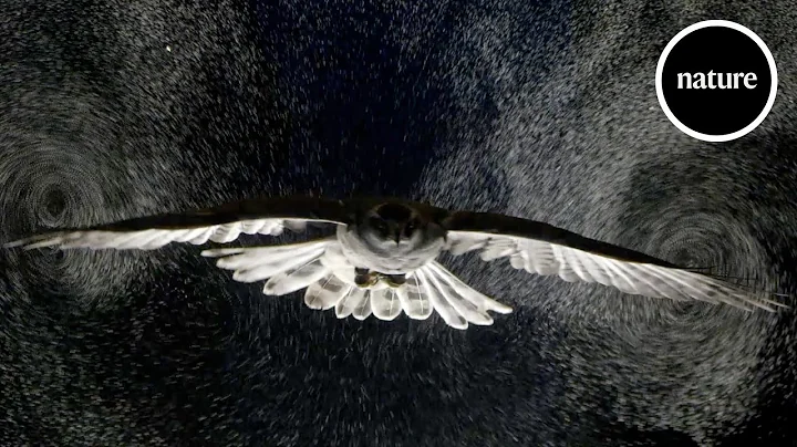 Birds gliding through bubbles reveal aerodynamic trick - DayDayNews