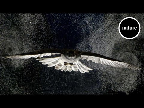 Video: Musí ptáci mávat křídly, aby mohli létat?