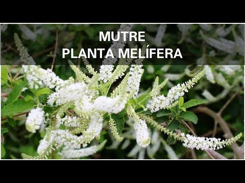 MUTRE, Planta melífera! Aprenda a fazer muda usando o método de Alporquia. #ASF #ABELHASNATIVAS