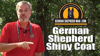 GSM   GERMAN SHEPHERD SHINY COAT  AUG 2020