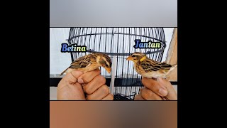 Membedakan Burung Manyar Jantan Dan Betina Usia Muda Paling Mudah