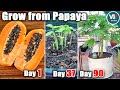 Easy grow papaya in container from seeds  grow from papaya  part 1