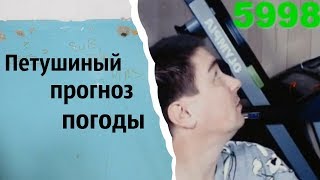 картинка: Петушиный прогноз погоды | КОНСТАНТИН КАДАВР (НАРЕЗКА СТРИМА)
