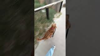 Eager Dog Grabs Leash, Pulls Owner to the Beach