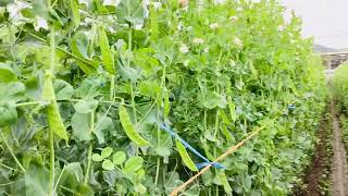 More Green Peas Vegetables To Harvest