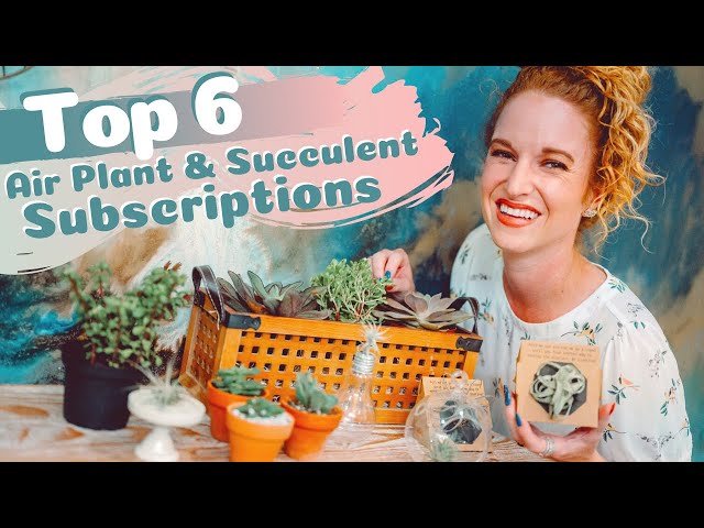 Air Plant & Succulent Subscription Boxes you should Try Now! - YouTube