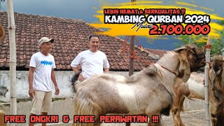 FULL KAMBING JUMBO !! STOCK KAMBING KURBAN TERMURAH DAN BERKUALITAS DI DAERAH IBU KOTA JAKARTA