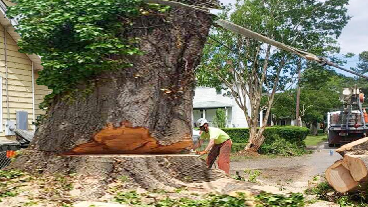 Felling 200-Year-Old Pine Tree using Husqvarna Chainsaw very Dangerous ...