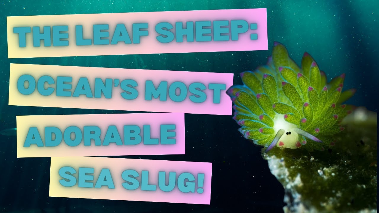The Leaf Sheep - Ocean's Most Adorable Sea Slug!