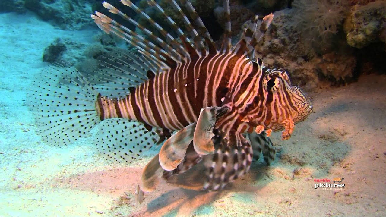 drachenkopf blume Flügelrossfische, Red Sea Walkman und mehr