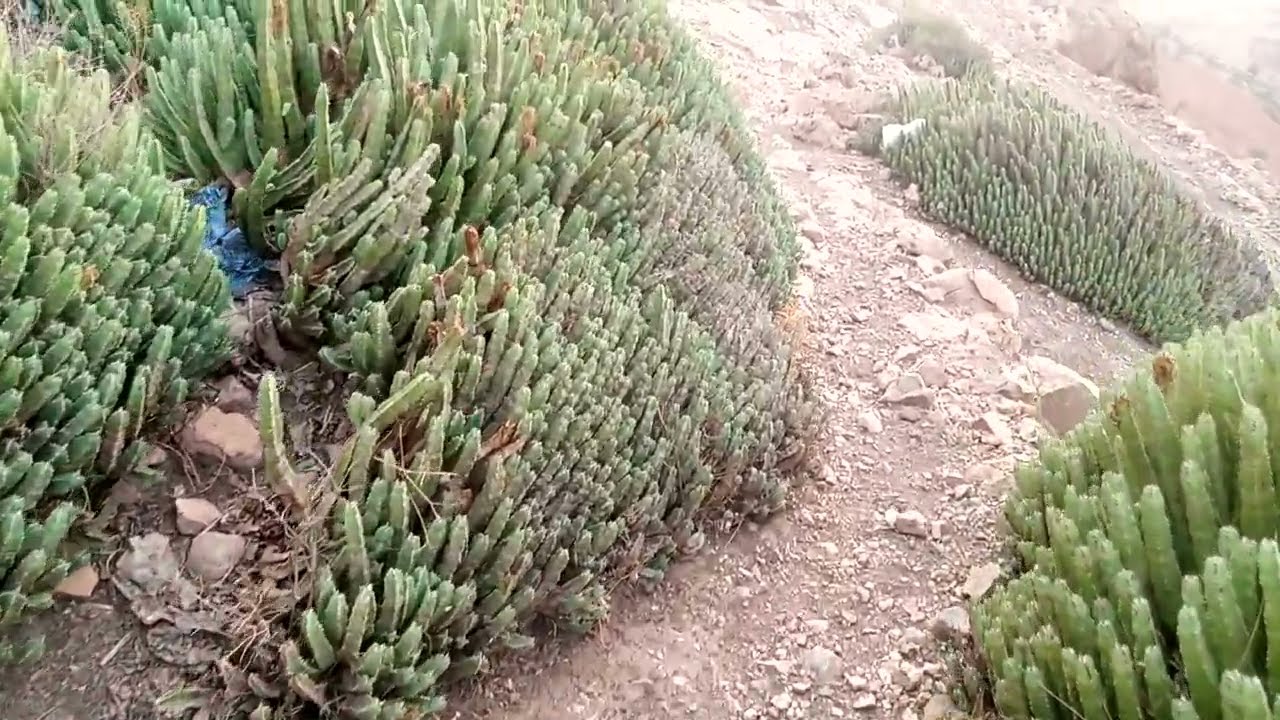 الجفاف يقضي على أشجار اللوز والزيتون بمنطقة بأقليم أزيلال الجزء 2 #الجفاف #أشجار_اللوز #اللوز