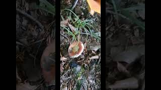قارچ های زیبای جنگل‌های هیرکانی
