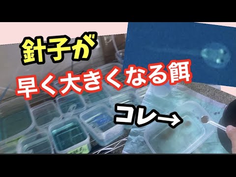 針子を早く成長させたいなら メダカ Youtube 針子を早く成長させたいなら メダカ Youtube
