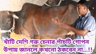 পিওর দেশী গাভী গরু চেনার ৫টি গোপন উপায় | @Shinha Agro