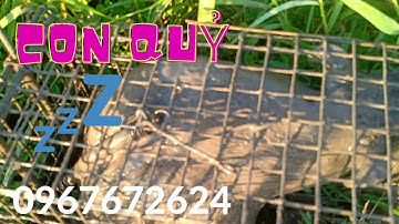 Thăm Bẫy Chuột Cống Nhum, Tập 137( Con gì đây) #ccvlog