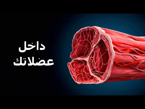 رحلة مدهشة داخل عضلات الجسم
