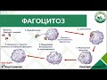 Фізіологія імунітету. Лекція 2. Вроджений клітинний та гуморальний імунітет