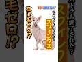 【1分で猫種紹介】毛がない猫!?スフィンクスの魅力を紹介します!