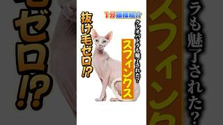 Cat Breed Introduction in 1 Minute] A hairless cat!? Introducing