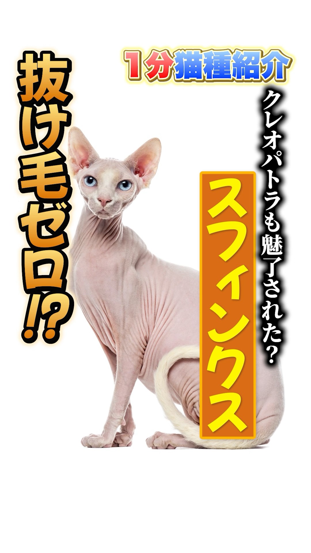 Cat Breed Introduction in 1 Minute] A hairless cat!? Introducing