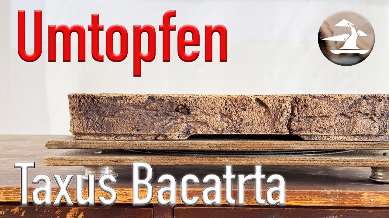 Eibe Umtopfen März 25