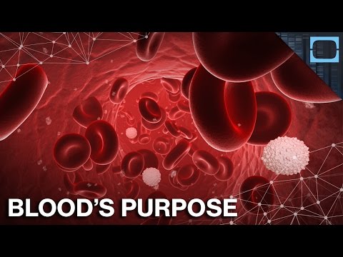 The Blood Video