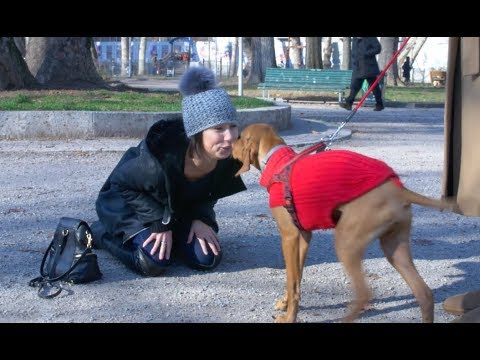 Video: Spostare E Imballare I Tuoi Animali Domestici E Come Rendere Meno Stressante La Transizione Verso La Loro Nuova Casa