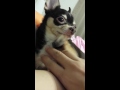 Hershey the chihuahua - scratch me some more! Don&#39;t stop!