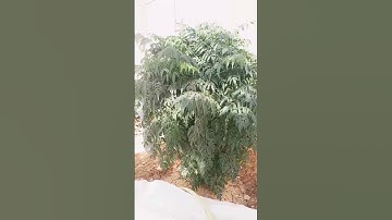 القارئ طارق محمد سورة النساء