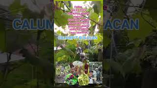 grapes &amp; mulberry saplings in CALUMPIT BULACAN #zncslifegarden