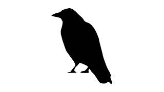 Crow sound effect | No Copyright