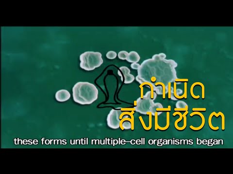 กำเนิดสิ่งมีชีวิต l สารคดีสั้น l บางกอกบุรี