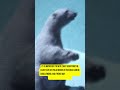 Largest Polar Bear ever on record #polarbear #largestpolarbear #largestbear