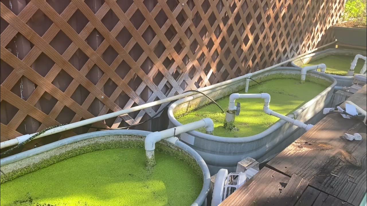 Dead Simple Low Energy Aquatics Based Wicking Beds YouTube