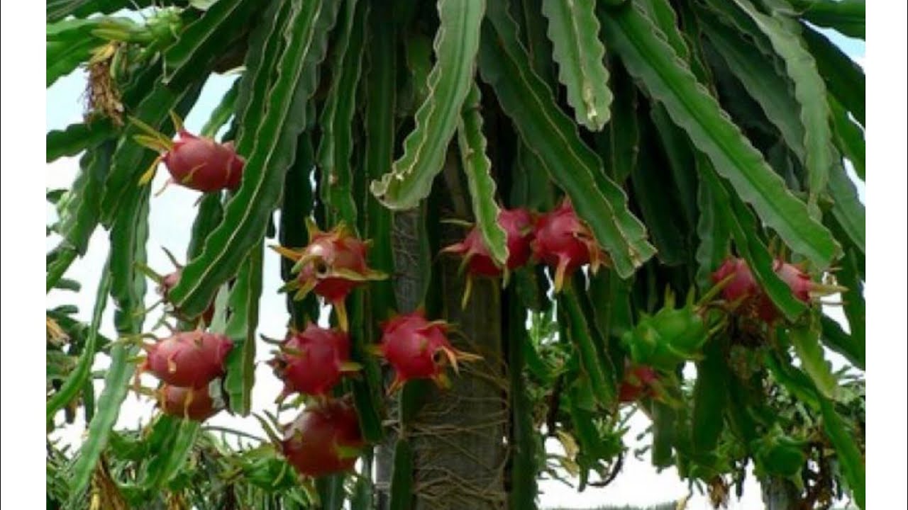 LES BIENFAITS DU FRUIT DU DRAGON 👍👍👍 YouTube