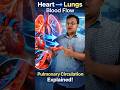 Flow of blood from heart to lungs ( Pulmonary Circulation ) #anatomy #medicalstudent #shorts