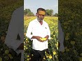 Ravi Hybrid Seeds - Marigold - Sankranti Farmer Testimonial video From Pune.रवी हायब्रीड #seedsindia