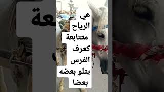 هل تعرف معنى المرسلات عرفا في القرآن الكريم ؟#آية #القرآن_الكريم