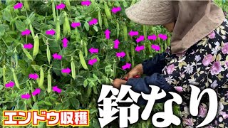 【なり過ぎ】収穫が追いつきません【ウスイエンドウ】【スナップエンドウ】【キヌサヤ】