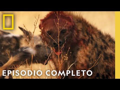 ¡Reino del Terror! | Reino Salvaje | Nat Geo en Español
