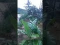 WASPADA #banjir #hujan #banjirsemaka #tanggamus