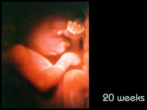 Sviluppo del feto - Il miracolo della vita