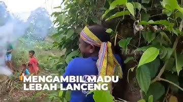 Mengambil Madu Lebah Lanceng | SI BOLANG (05/08/23)