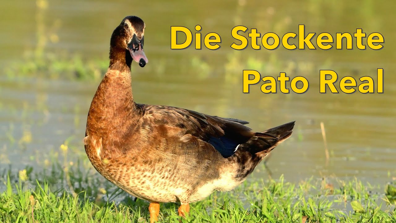 Pato Real en Embalse de Bornos