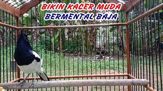 Masteran buat KACER MUDA agar Terbangun EMOSInya dan  BERMENTAL BAJA