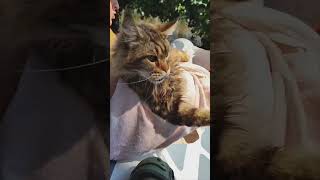 Maine Cat Rescued from Flood Water by Samaritans