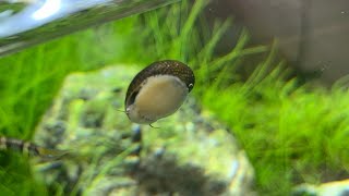 水草水槽のコケ対策 基本 水草水槽と貝 石巻貝 の相性 Clithon Retropictus In Aquarium Youtube
