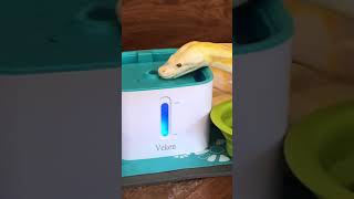 Gorgeous reticulated python drinking from his water fountain #retic #reticulatedpython #hugesnake