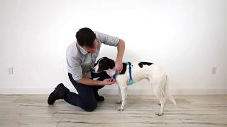 How To Fit And Adjust The Ruffwear Hi Light Dog Harness